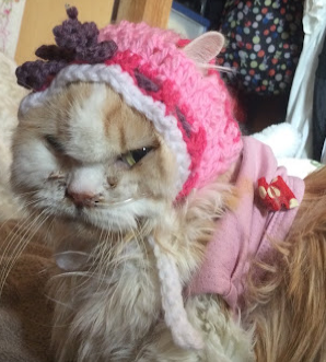 経鼻カテーテル
